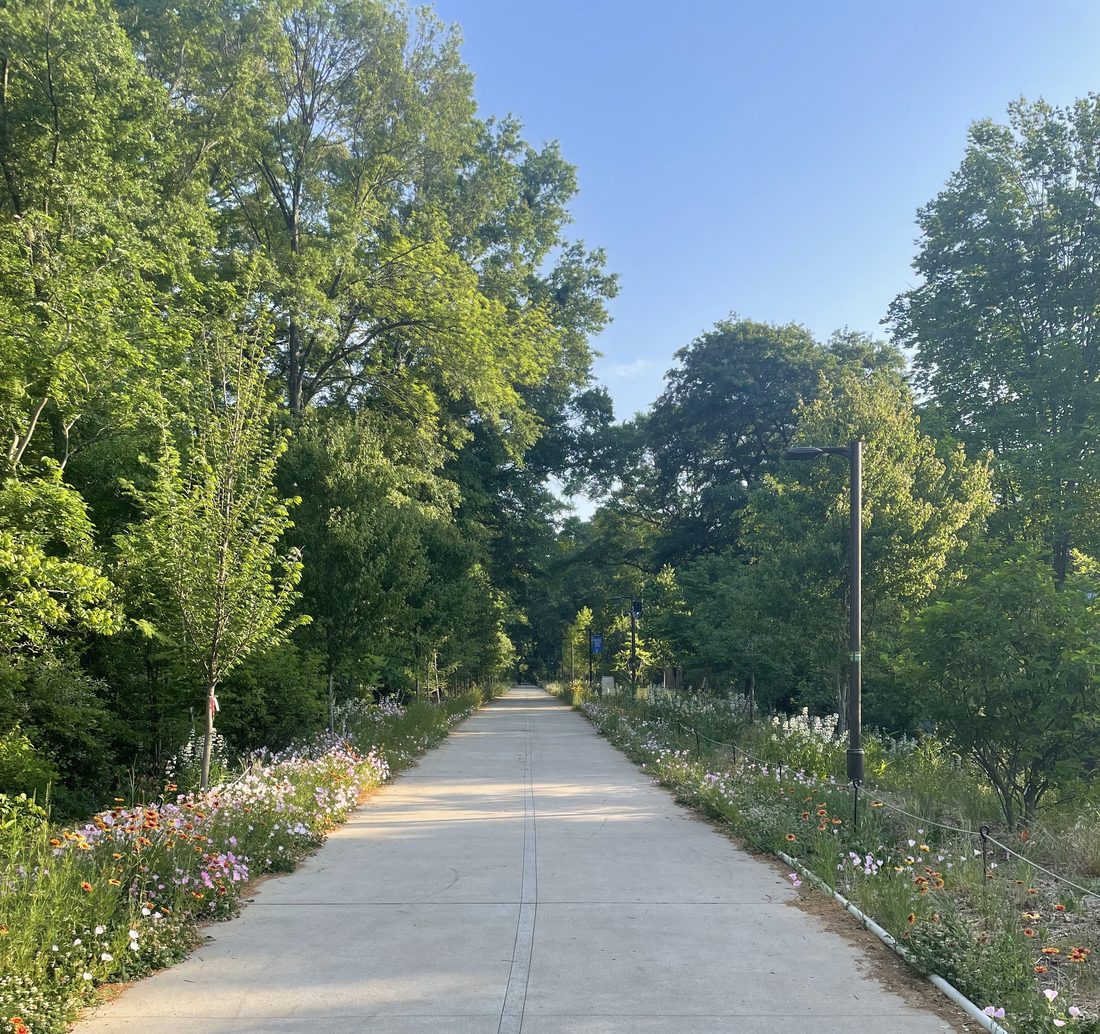 Tree-lined path on the Atlanta Beltline
